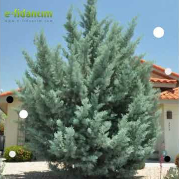 Herdem Yeşil Tüplü Arizona Servi Fidanları Satışta