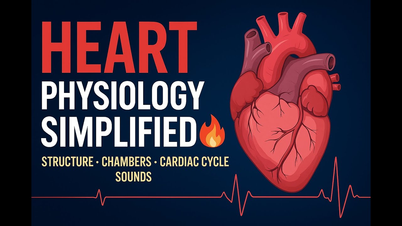 Physiology of Heart Explained | Structure, Chambers, Cardiac Cycle & Heart Sounds in Simple Words