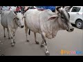 grass donors required for feeding cows in goshala Hyderabad