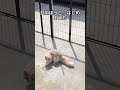 日向ぼっこが気持ちよすぎて、のび〜〜っとなる猫