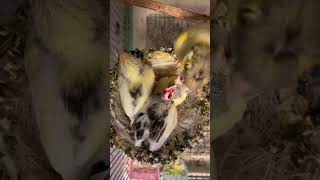 Kanarienvögel | Canary Birds