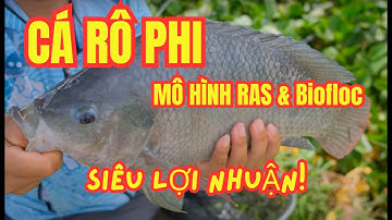 Cách Nuôi Cá Rô Phi Siêu Lợi Nhuận với Hệ Thống RAS & Biofloc | Năng suất hiệu quả siêu cao!