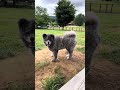秋田犬長毛カイはお留守頑張ってる