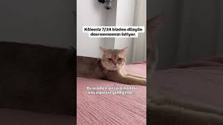 Kediler böyle mi düşünür ? #keşfet #cat #yavruhayvanlar #cute #kedivideoları #funny #komikkediler