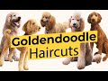 Best Types of Goldendoodle Haircuts! 🐶🦴✂️