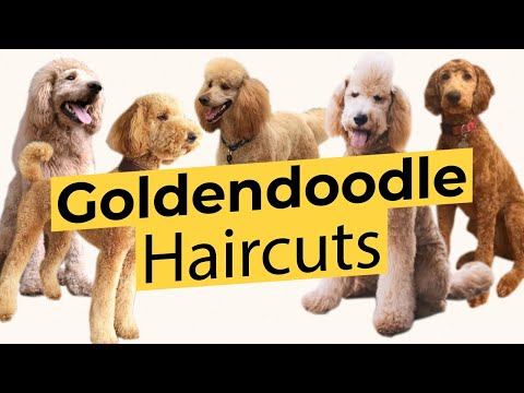Video: Những chú chó Doodle đáng yêu nhất trên Instagram