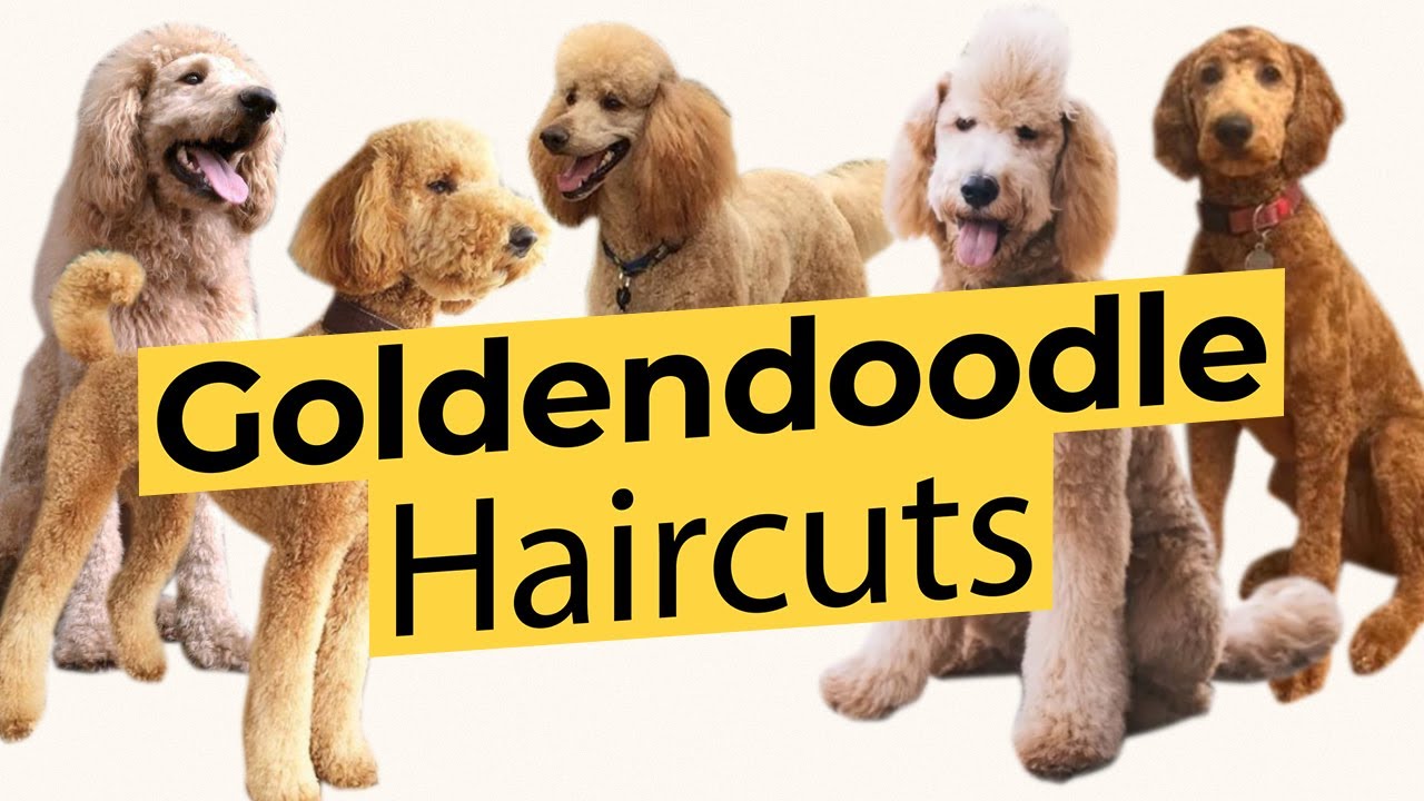 6. 10 Cute Goldendoodle Haircut Styles for Your Furry Friend - wide 6