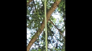 How strong is a 16 year old arborist climbing line?