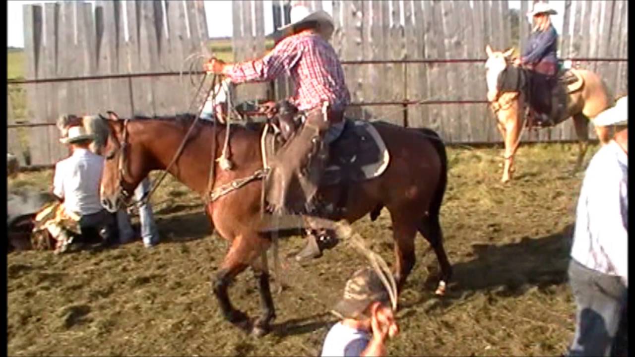 Hagan Ranch Horses 2016 Willie YouTube