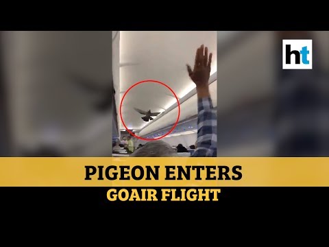 Watch: Pigeon enters Jaipur bound GoAir flight, plane delayed