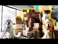 OUR BIGGEST PO BOX OPENING YET (Super Cooper Sunday #228)