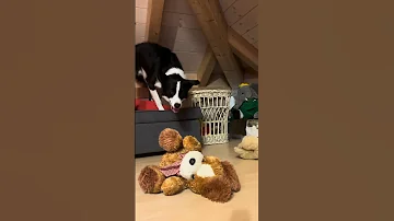 Simba Tidies Up Before Going To Bed ViralHog 