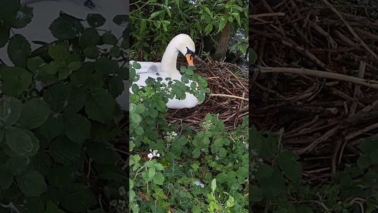 Mama Swan sleepy but Baby Swan is Hungry: Nature, Baby Animals, Cute