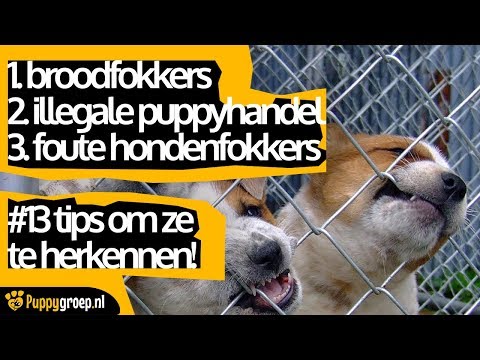 Broodfokkers, illegale puppyhandel en foute hondenfokkers: 13 tips om ze te herkennen!