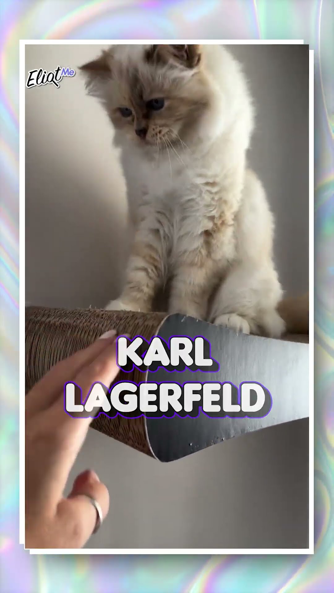GATOS MILLONARIOS: NALA CAT, OLIVIA LA GATA DE TAYLOR SWIFT, CHOUPETTE Y MÁS #shorts