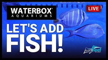 EP10 | Selecting and Introducing Livestock into the REEF LX 320.7. A Guide to Large Reef Aquariums