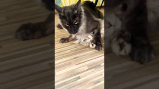 Dominant male cat🙀 #catshorts #play #feline #pets #animal #meow #powerful #mainecoon #kitten #belda