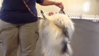 91913 Training 1 - Attention Work And Heeling
