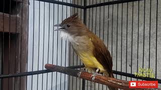 CUCAK JENGGOT MANTUL UNTUK PANCING BUNYI BURUNG BAHAN
