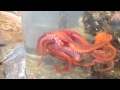 An octopus, a crab, and a jar...