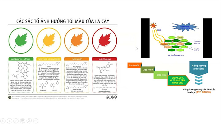 Nguyên liệu của quang hợp là gì