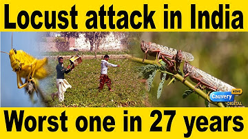 What do we know about the locust attack? | Is it the next 
