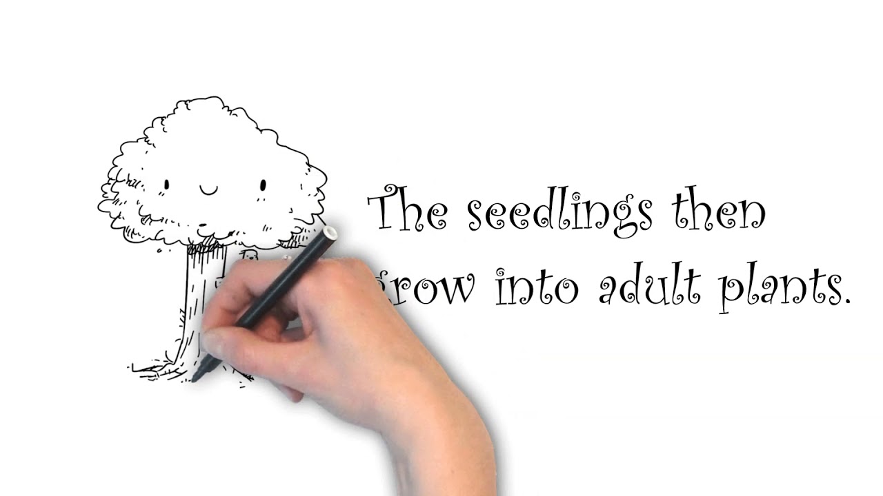 How Do Seeds Grow into Plants YouTube