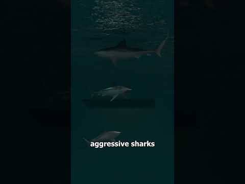 YouTube video transcript