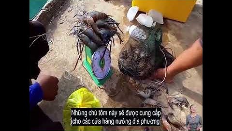 Khám Khám phá Kỹ Năng Câu Tôm càng xanh