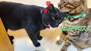 愛しのテトが冷たいからノアに乗り換えたのナナちゃん？