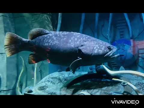 The lost chambers – Aquarium in Dubai