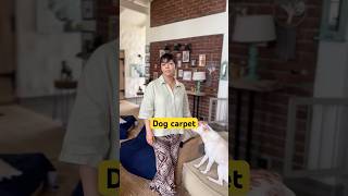 Dog carpet #petwellness #dogshorts #pethealth #dog #doghealth #carpet #dogcare #shorts #jointpain