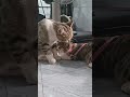 #cũng đáng iu#sam #mèocon #cat