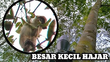 SADISSS...‼️ BERBURU MONYET NAKAL JARAK DEKAT// monyet penghancur sayuran warga