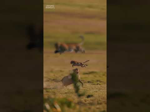 Incredible Moment of the Wild Kingdom #animaldocumentary