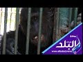 صدي البلد إقبال كبير على جبلاية القرود وبيت السباع فى حديقة الحيوان 