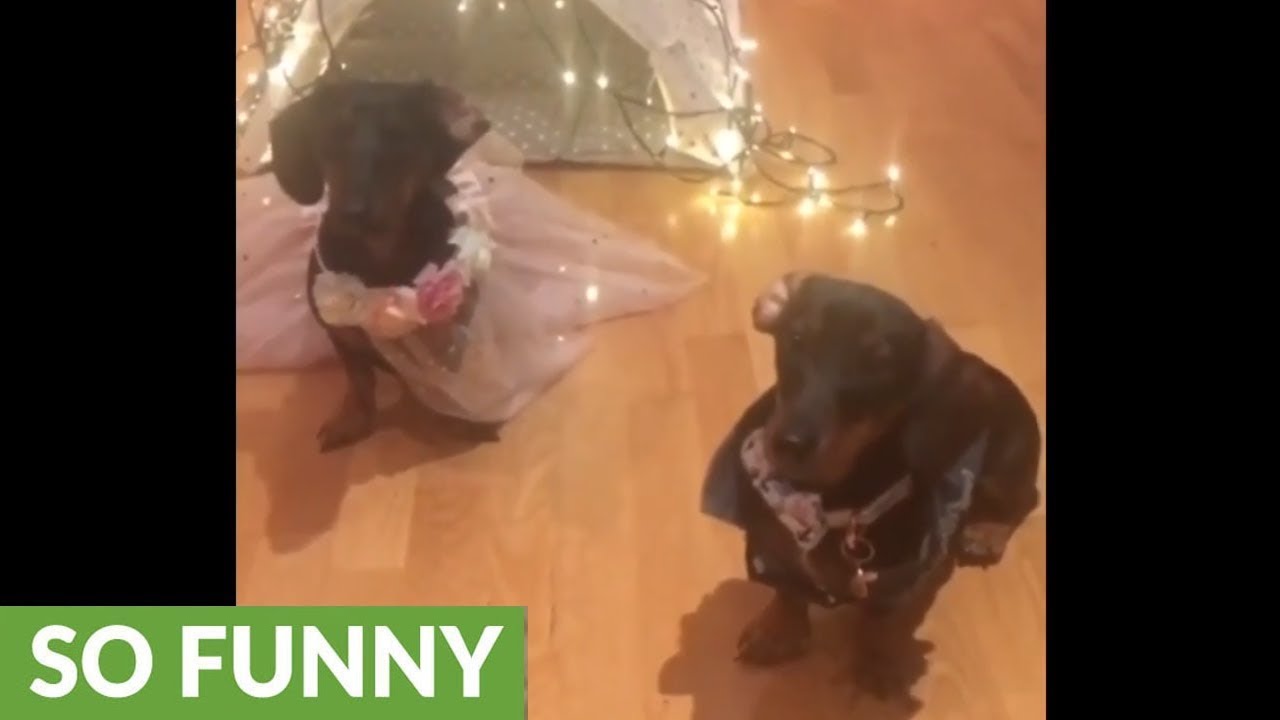 videos for cats Adorable Dachshunds dress up as bride and groom