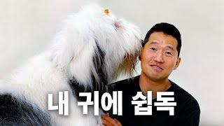 영상 내내 끌려 다님 | 견종백과 올드 잉글리쉬 쉽독편