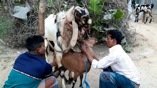 OMG😲 Super Speedy Goat Crossing  || Speedy Big Indian Breeder VS Small Goat breeding time.