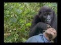 ゴリラ家族に仲間入り？【Why don't you join gorillas' family?】