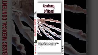 Anatomy Of Hand