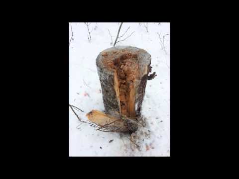 1LB Tannerite vs Tree Stump