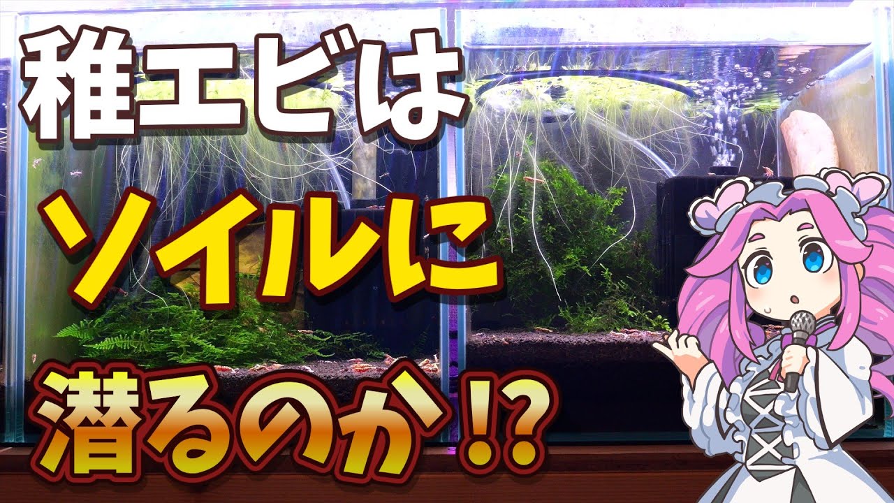 Do baby shrimp disappear by burrowing into the soil? The truth and