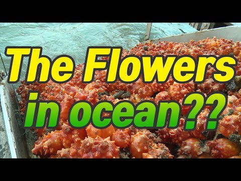 [korean food] Sea squirt in south korea (한국의 멍게)