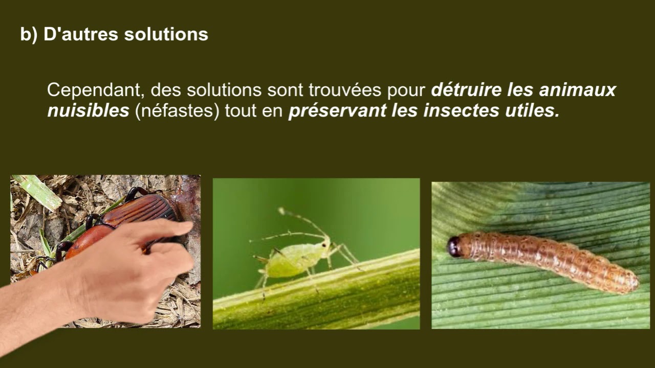 Chaînes alimentaires et insecticides - YouTube