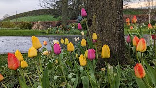 Frost pockets - what are they? Understanding your garden’s microclimates