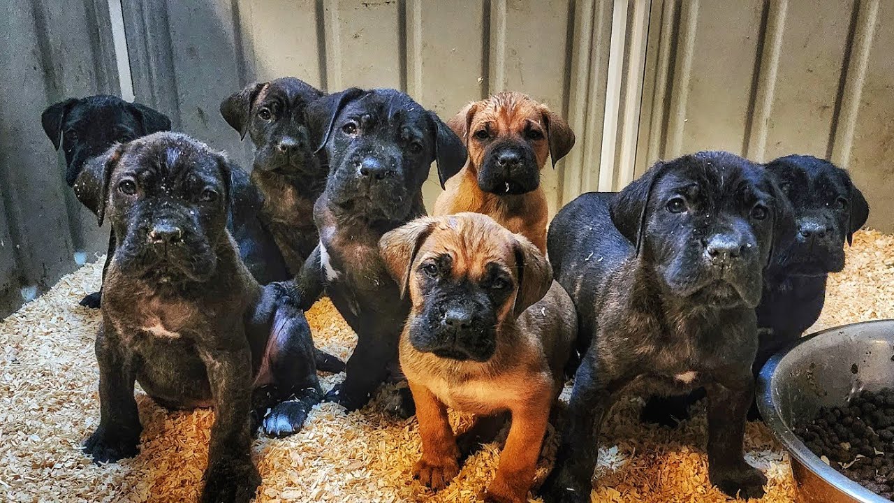 Do Dog Actors Get Paid