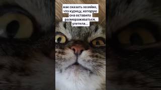 #кот #котик #котики #мем #прикол #ржака #смех #юмор #мяу #анекдоты #cat #funny #еда #топ #лайк котик