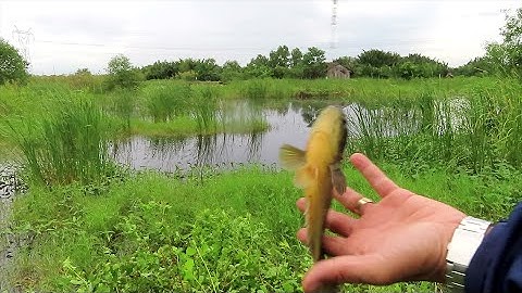 Điểm câu cá tự nhiên Sài Gòn toàn cá lóc - Snakehead fishing