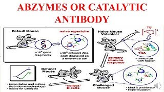 Abzymes